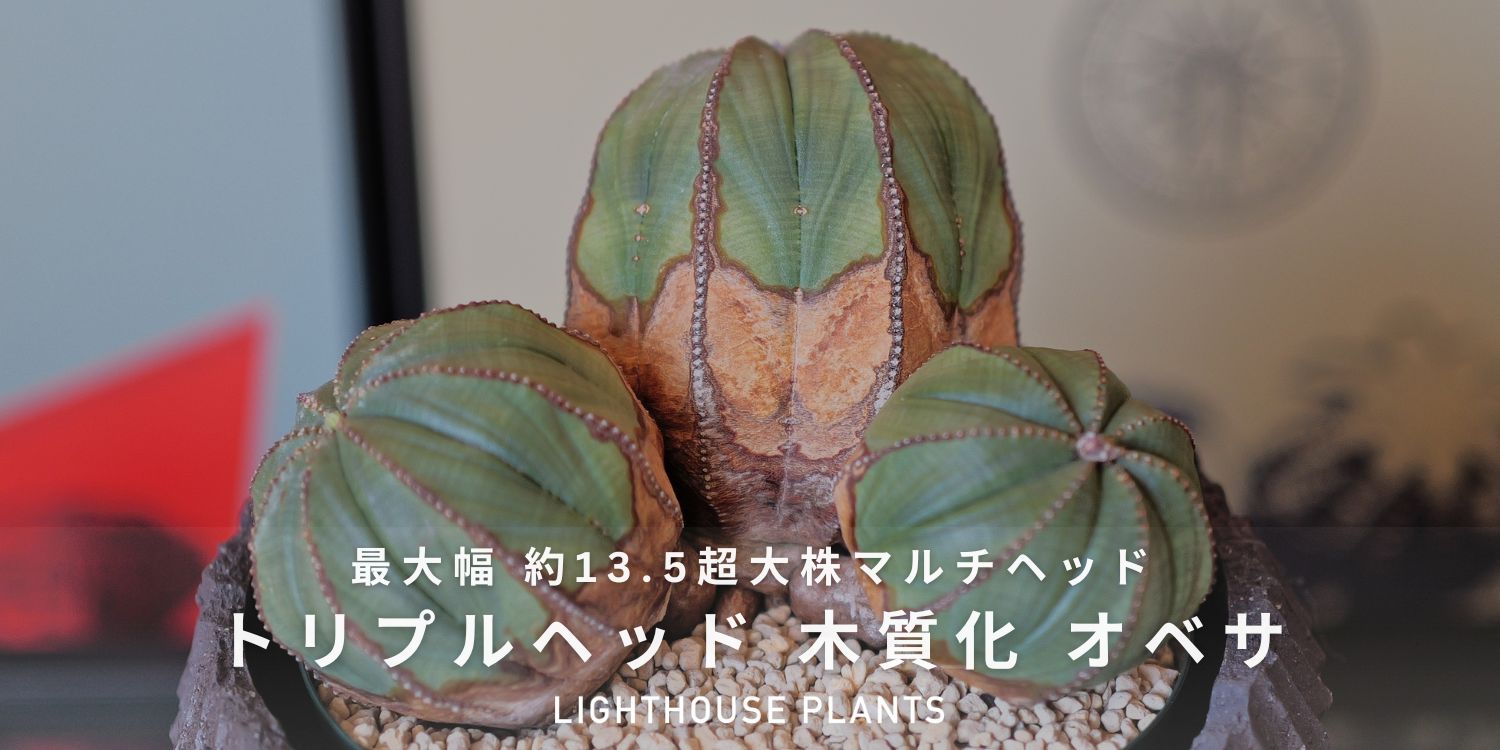 最大幅 約13.5超大株マルチヘッド オベサ