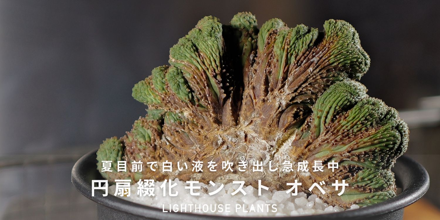 夏目前で白い液を吹き出し急成長中 円扇綴化 オベサ