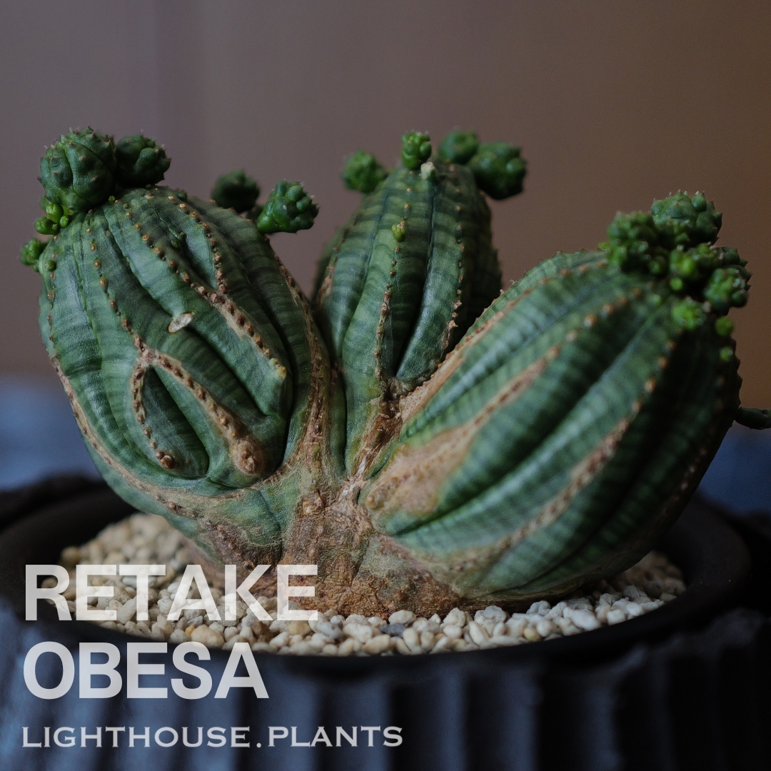 【RETAKE】わずか4ヶ月で大きく変貌したトリプルヘッド オベサ