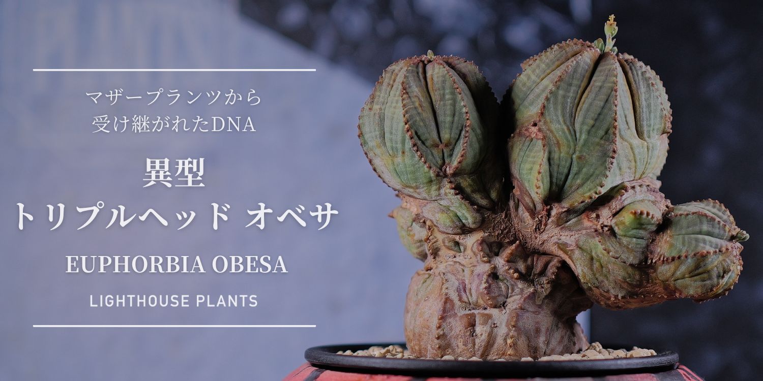 01.31 20時 販売 / マザープランツから受け継がれたDNA。異型 三頭 オベサ