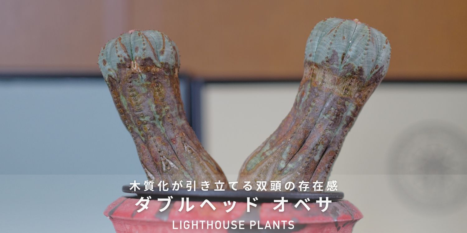 8/1 SAT 20:00 販売 / 木質化が引き立てる双頭の存在感 ダブルヘッド オベサ