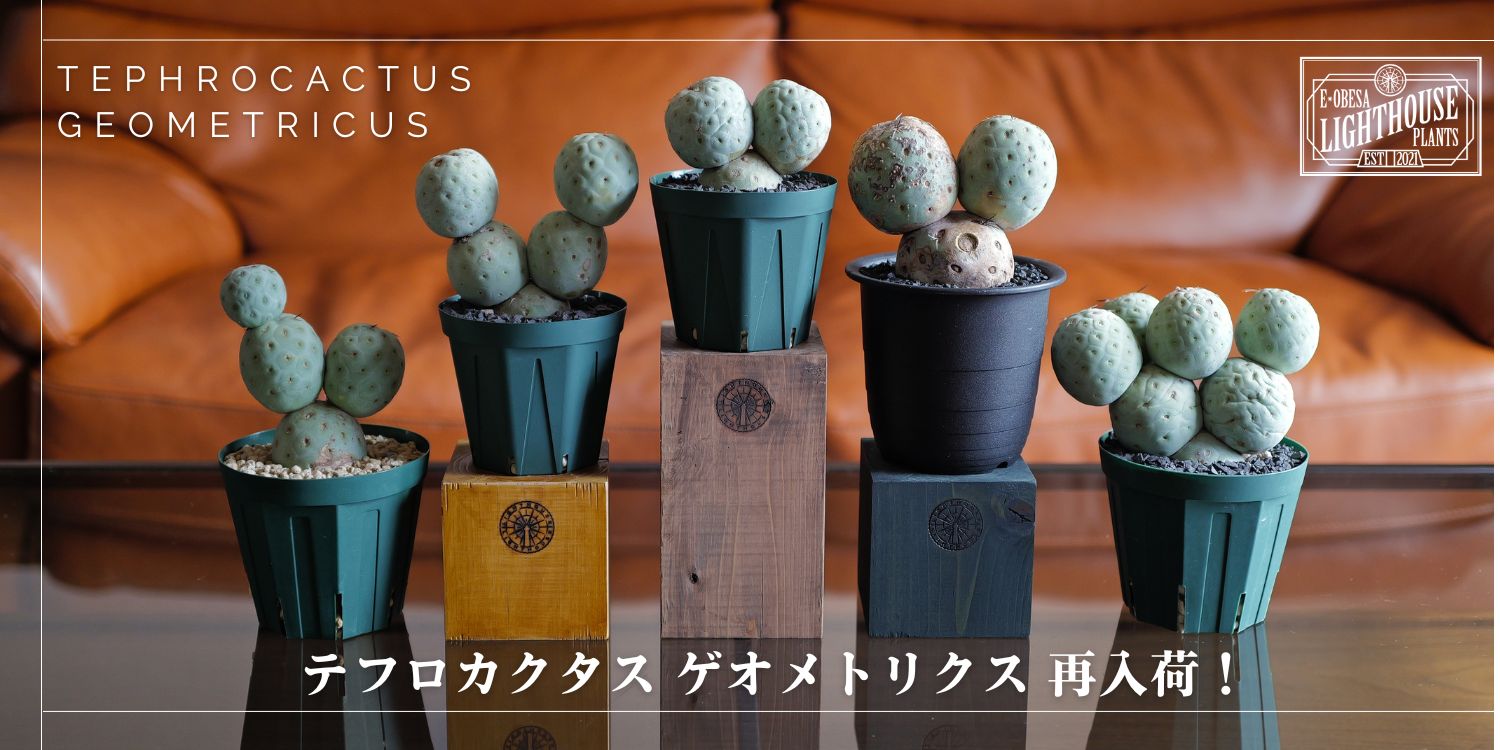全20株更新!テフロカクタス ゲオメトリクスも再販開始!