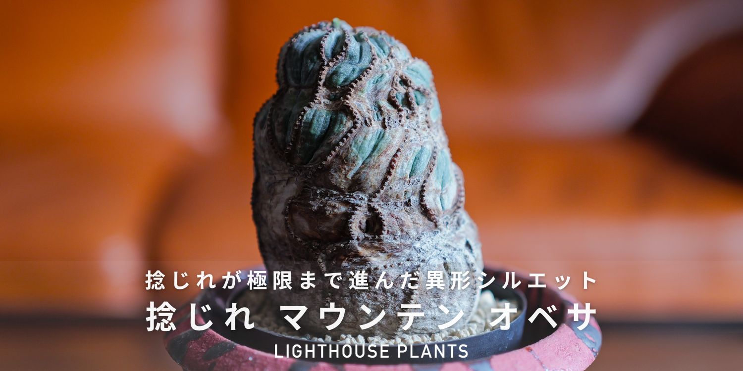 捻じれが極限まで進んだ異形シルエット 捻じれマウンテン オベサ