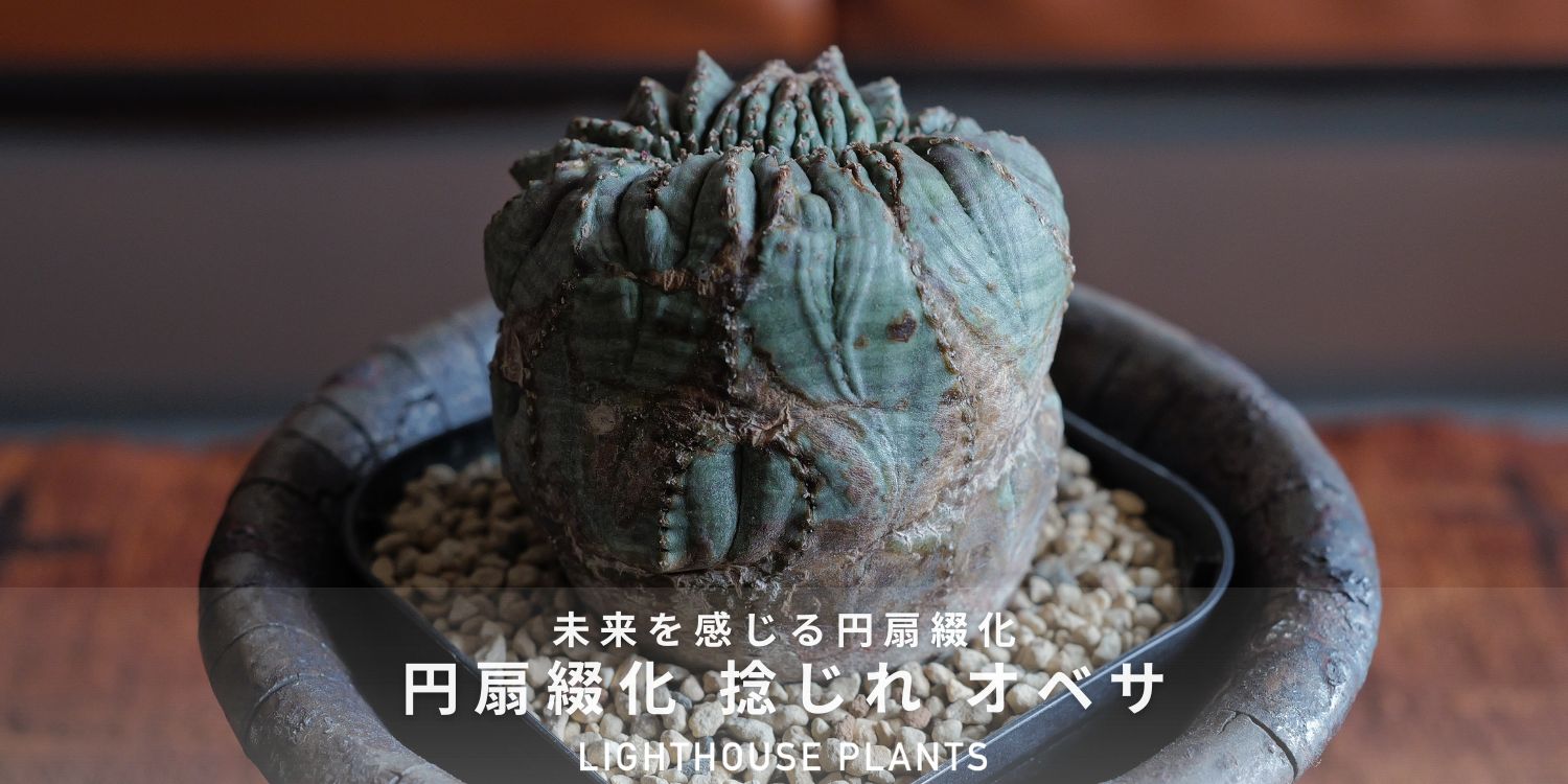 未来を感じる円扇綴化 捻じれ オベサ