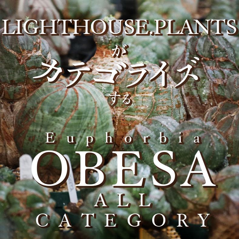 ユーフォルビア オベサ オールカテゴリー BY LIGHTHOUSE.PLANTS