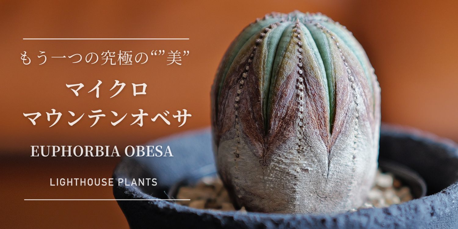 白木とのコントラストが美しいマイクロオベサ、再び!