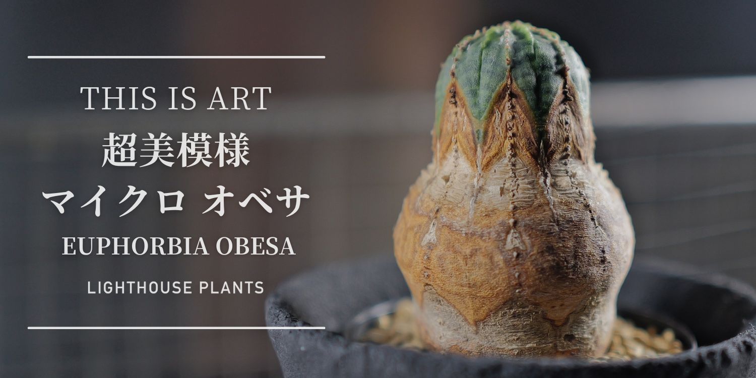 THIS IS ART 超美模様 マイクロ オベサ