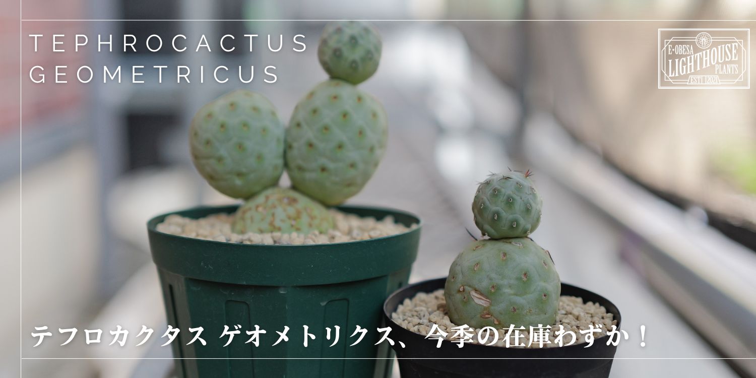テフロカクタス ゲオメトリクス、今シーズンは在庫残りわずかです!