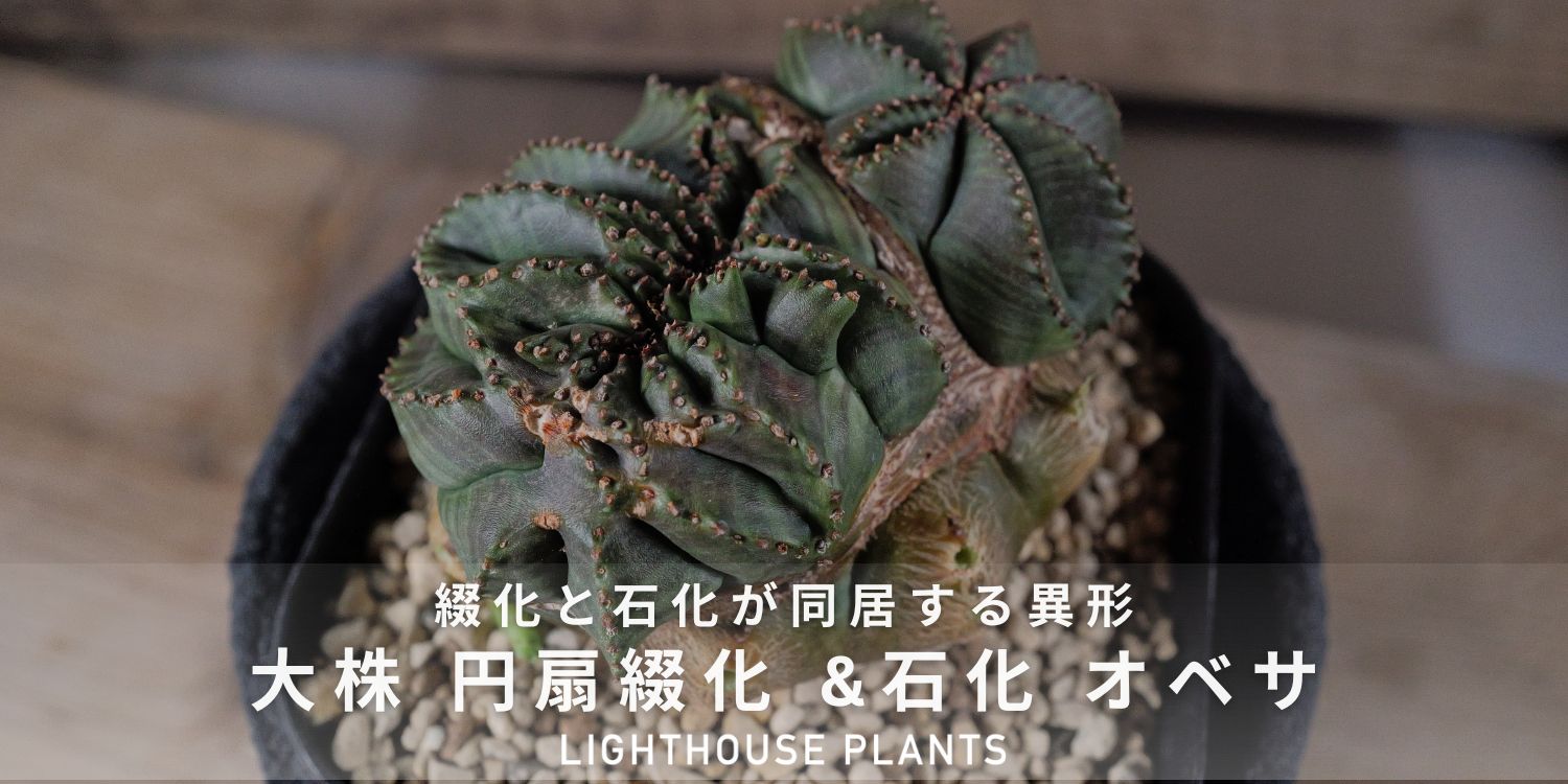 8/8 SAT 20:00 販売 / 綴化と石化が同居する異形 円扇綴化 & 石化 オベサ