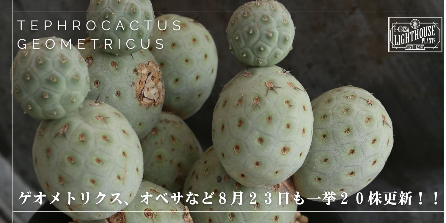 今週も!オベサ、テフロカクタス ゲオメトリクス 合計20株更新!
