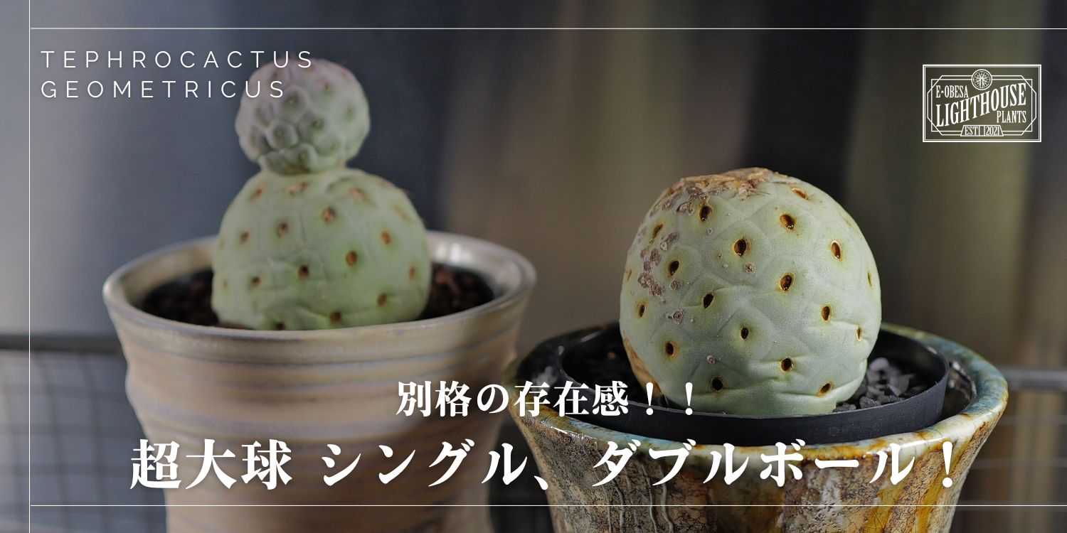 まもなく6cm！スケール感に驚愕！大玉 テフロカクタス ゲオメトリクス