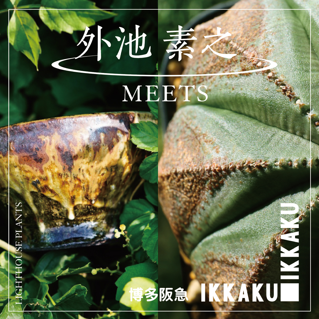 【作家紹介】外池素之氏 IKKAKU 博多阪急 8/30-9/1開催