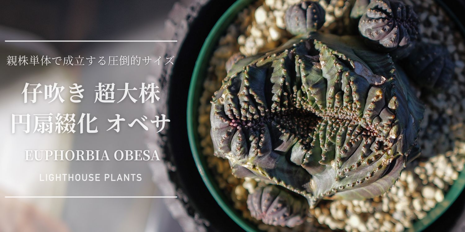 親株単体で成立する圧倒的サイズ 円扇綴化 仔吹き オベサ