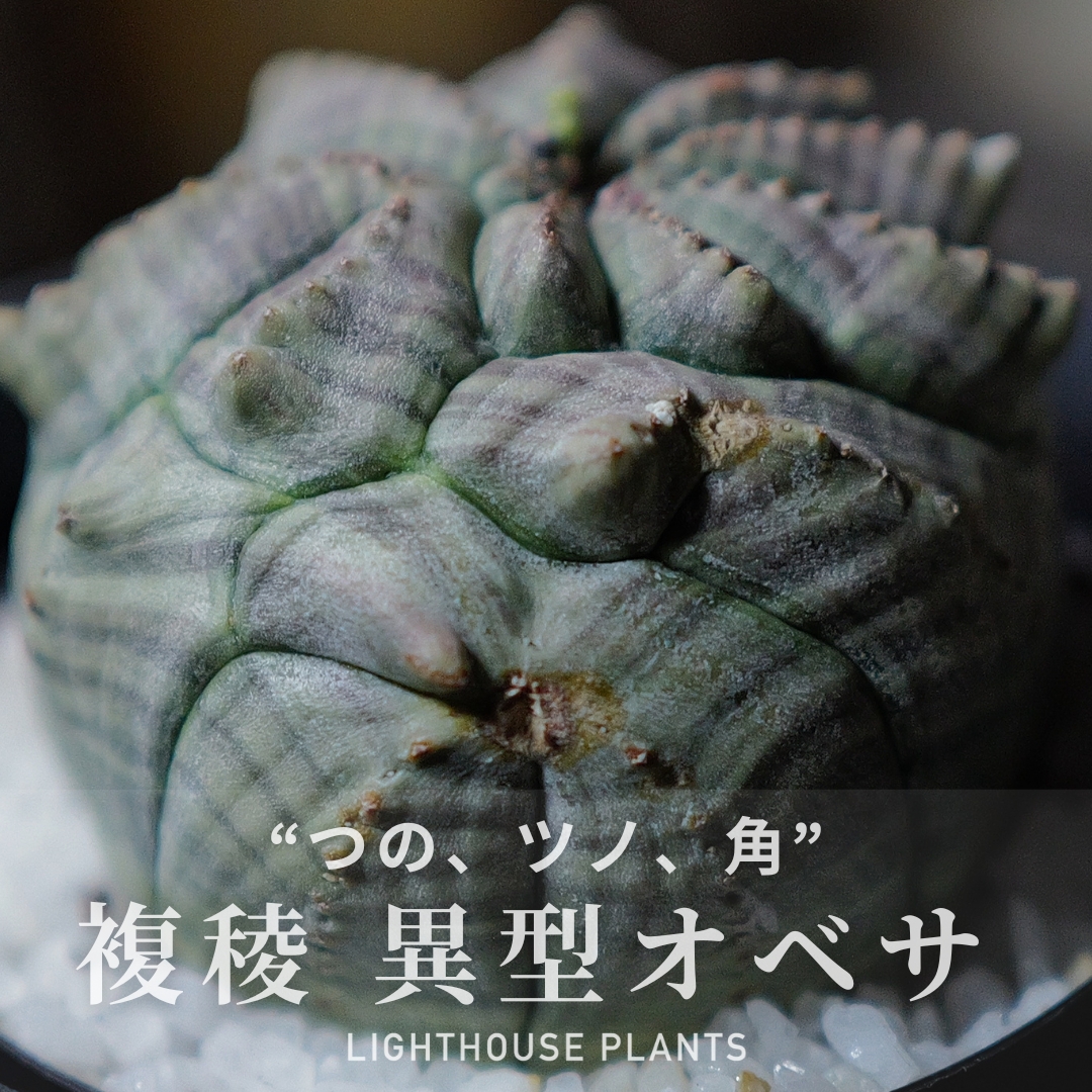 ”つの、ツノ、角” キュートな複稜 異型 ユーフォルビア オベサ