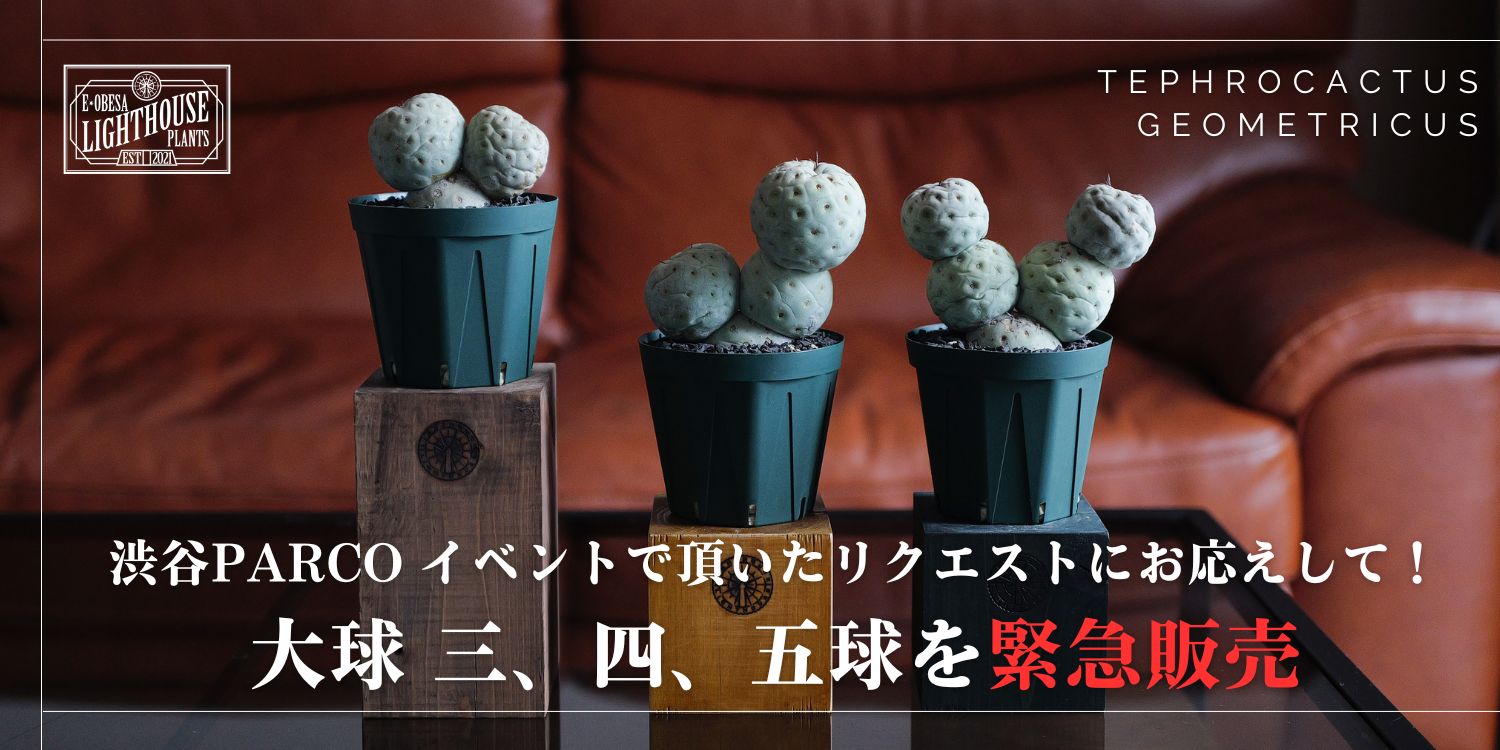 3球・4球・5球のテフロカクタス ゲオメトリクス 緊急販売のお知らせ