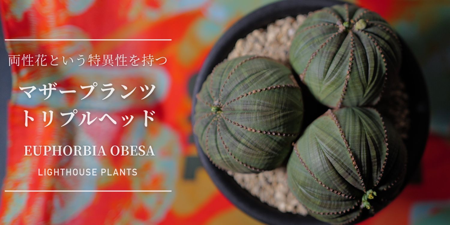 両性花という特異性を持つマザープランツ トリプルヘッド オベサ