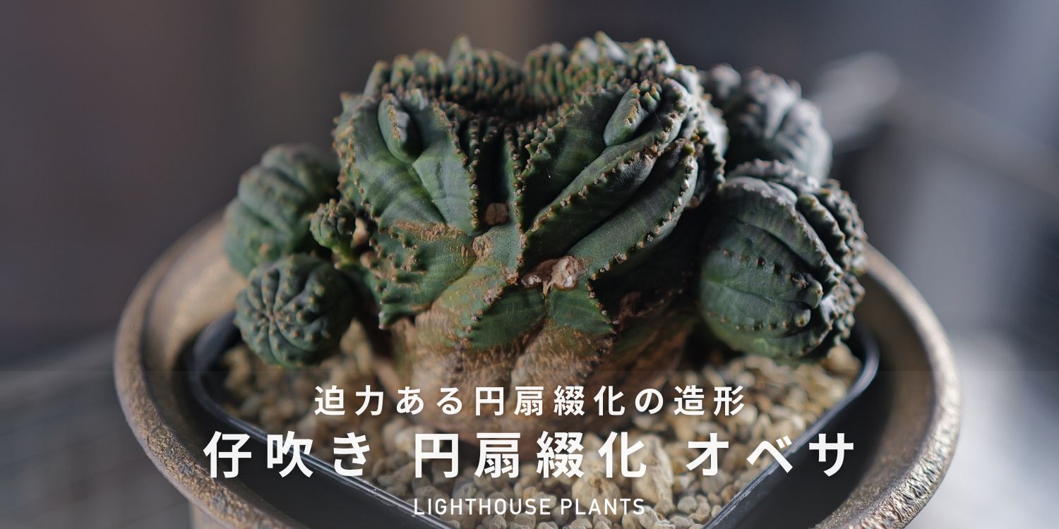 迫力ある円扇綴化の造形 大株 仔吹き円扇綴化