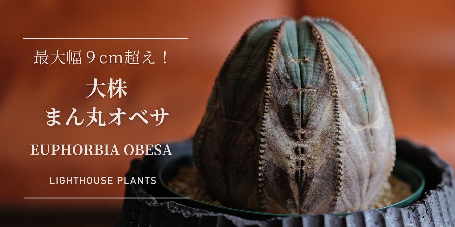 最大幅9cm超!捻じれも生じた将来有望 大株まん丸オベサ!