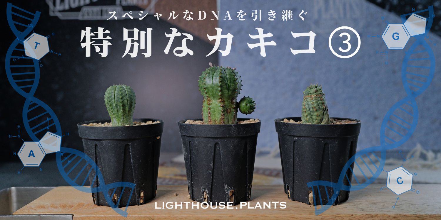 スペシャルなオベサのDNAを引き継ぐ特別なカキコ③