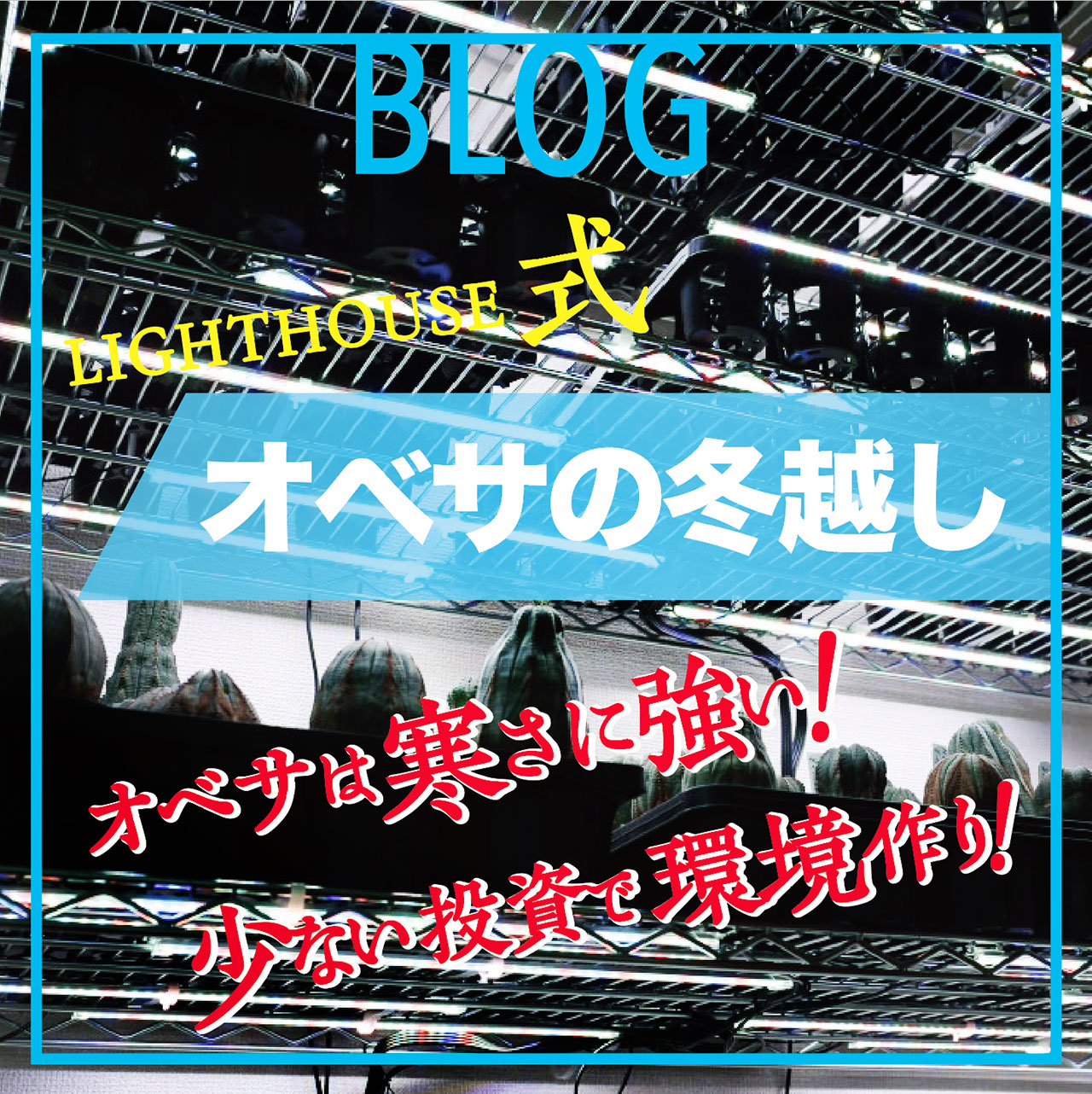 オベサの冬越し 〜 迎え入れるなら冬がオススメ！育成ライトはこれ買っとけば間違いなし！