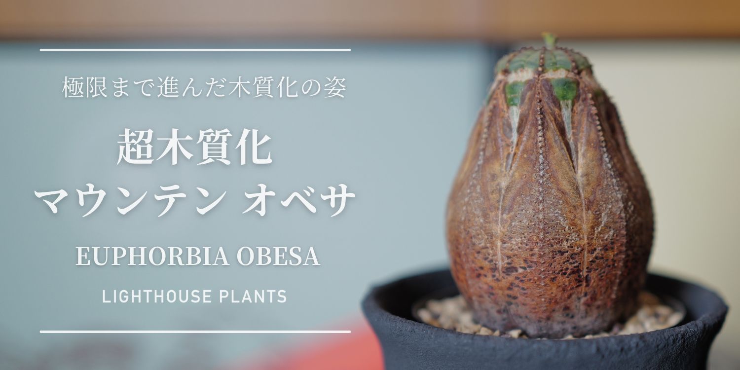 極限まで進んだ木質化の姿。仔吹き マウンテンオベサ