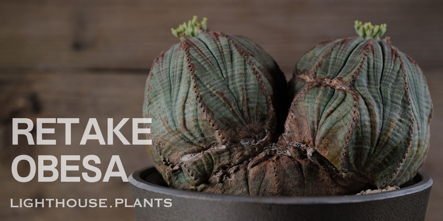 BLOG | LIGHTHOUSE.PLANTS - 海外実生株のオベサなど輸入植物を販売
