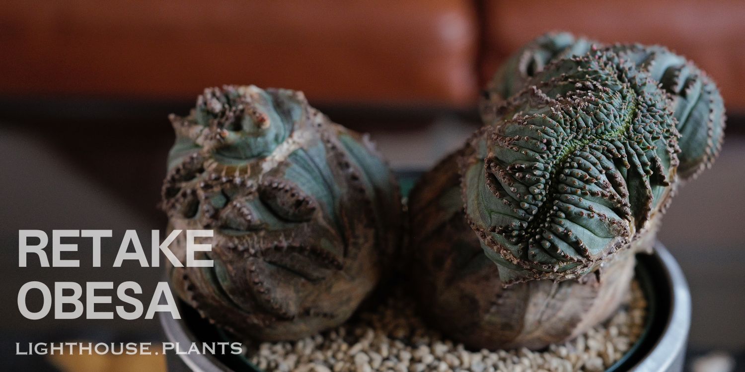 BLOG | LIGHTHOUSE.PLANTS - 海外実生株のオベサなど輸入植物を販売