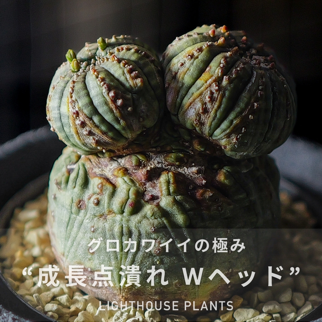グロカワイイの極み！成長点潰れ ダブルヘッド モンスト オベサ