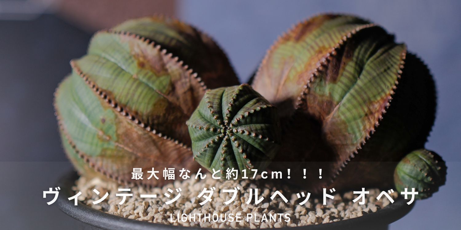 最大幅なんと17cm!!ヴィンテージ ダブルヘッド オベサ