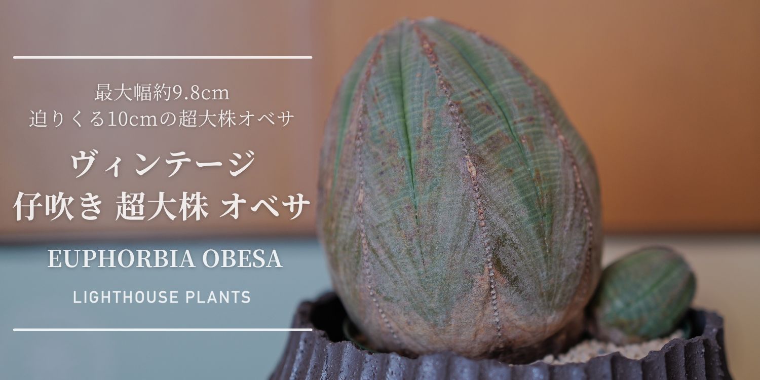 最大幅約9.8cm、迫りくる10cmの超大株 オベサ