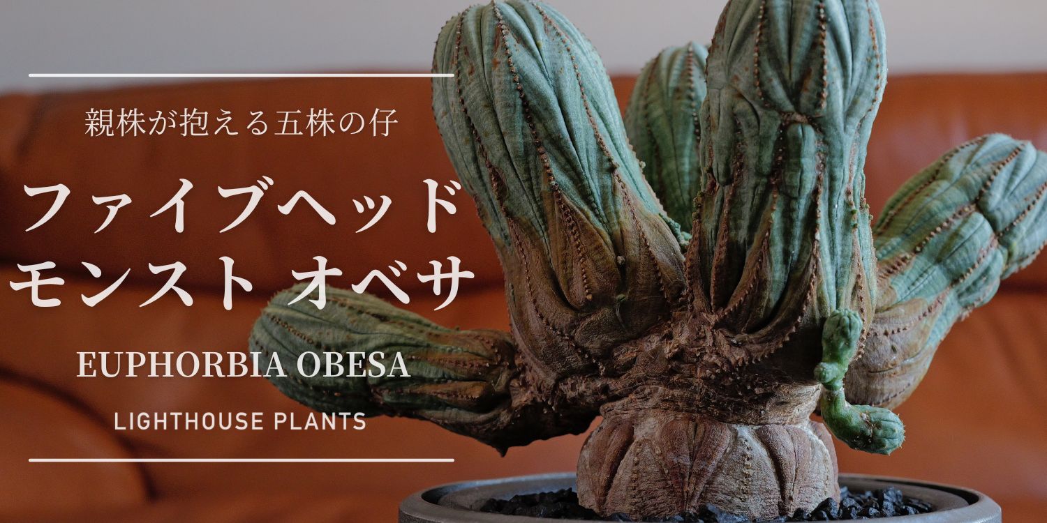 美しく木質した親株が抱える五株の仔 モンストオベサ
