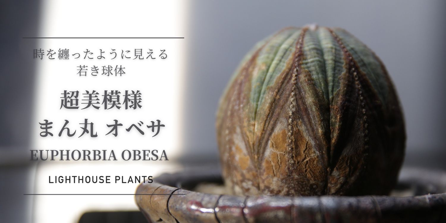 育ちは若く、姿は老練。超美模様 まん丸 ユーフォルビア オベサ