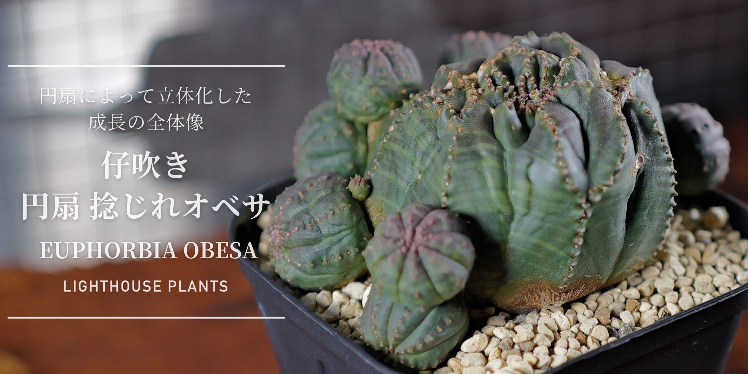 円扇によって立体化した成長の全体像 円扇 捻じれ 仔吹き オベサ