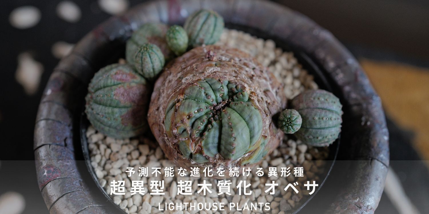 BLOG | LIGHTHOUSE.PLANTS - 海外実生株のオベサなど輸入植物を販売