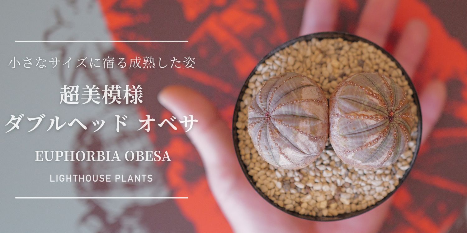 小さなサイズに宿る成熟した姿。超美模様 ダブルヘッド オベサ