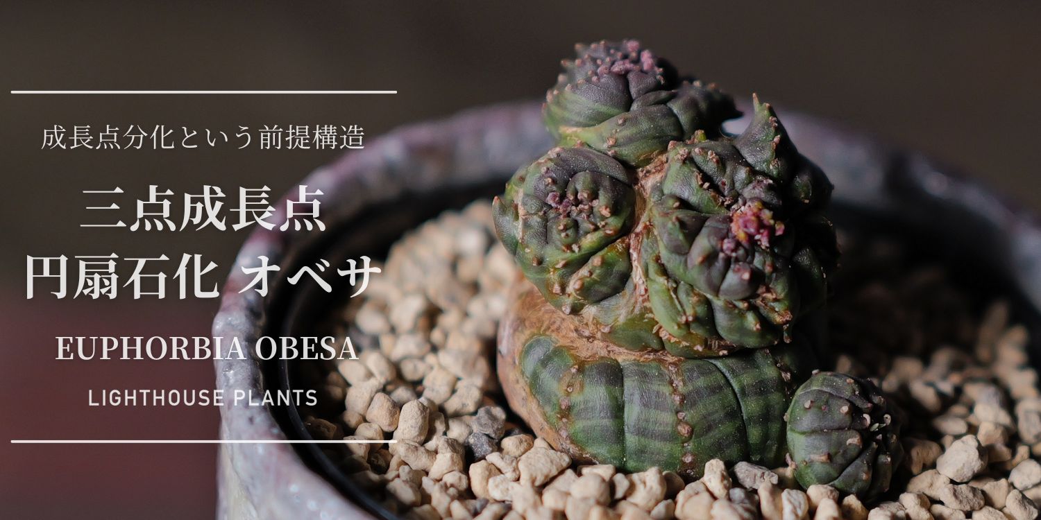 成長点分化という前提構造。三点成長点 円扇石化 超異型 オベサ