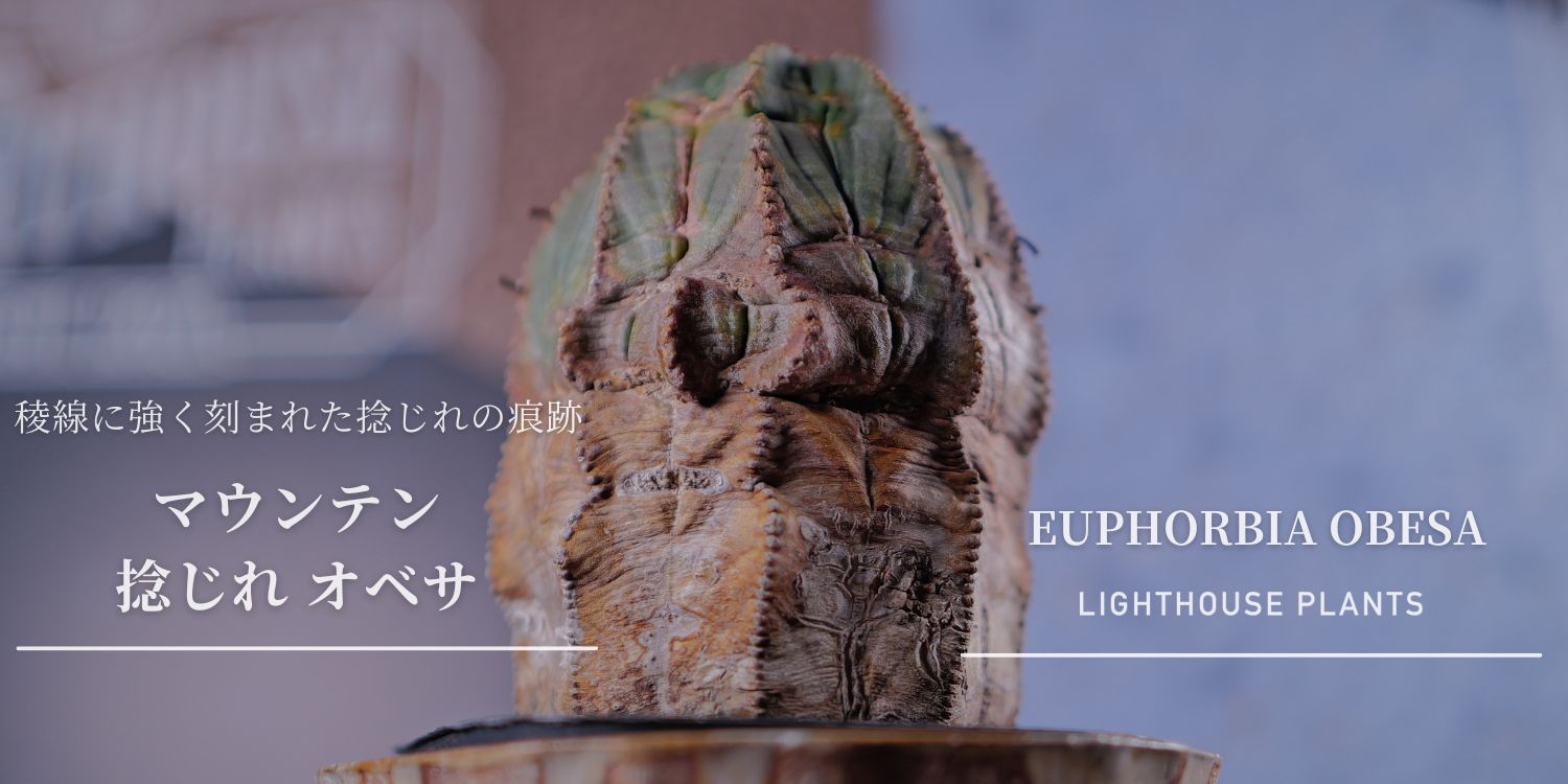 稜線に強く刻まれた捻じれの痕跡 マウンテン 捻じれ オベサ