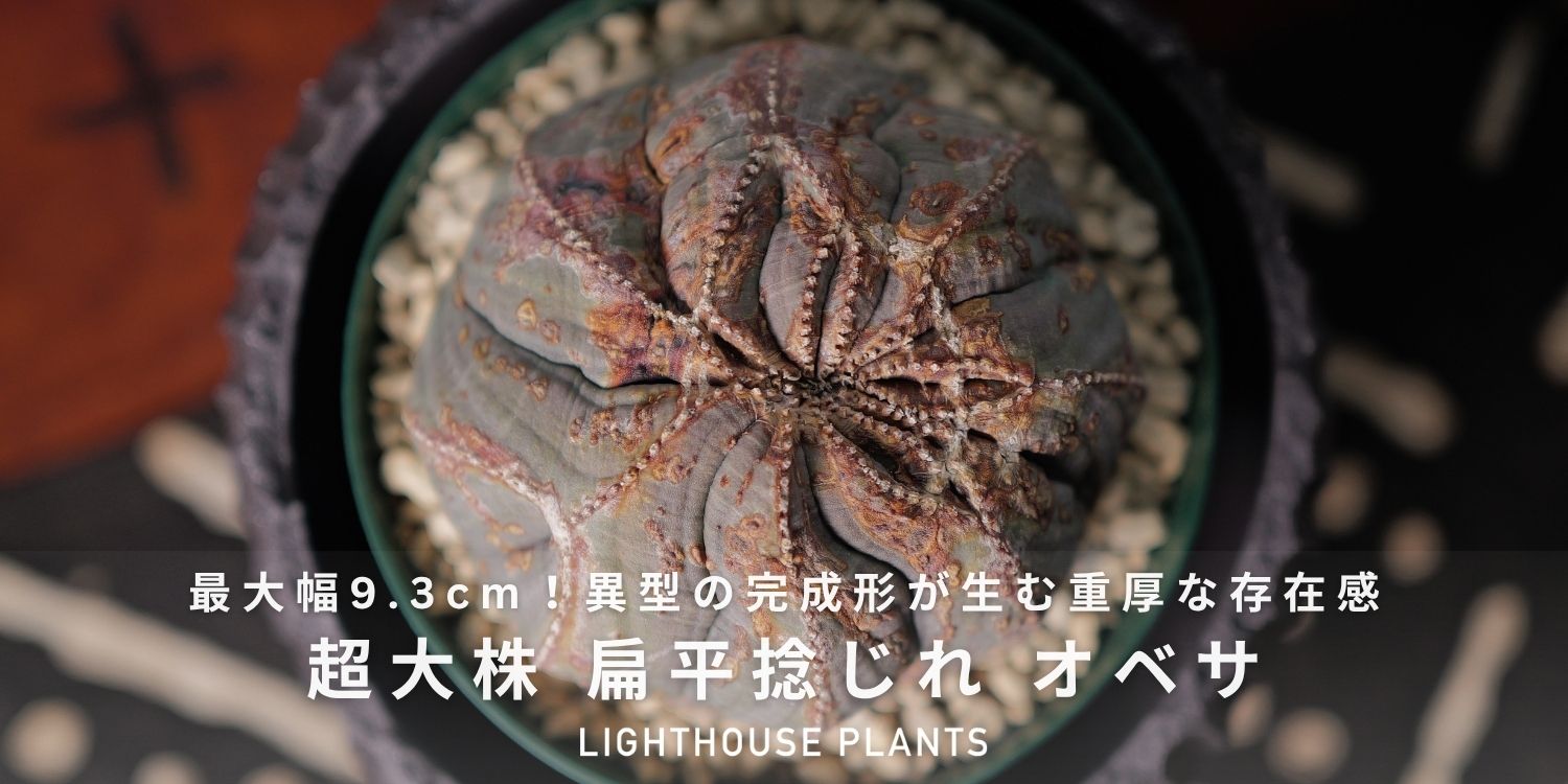 最大幅9.3cm！異型の完成形が生む重厚な存在感 扁平捻れオベサ