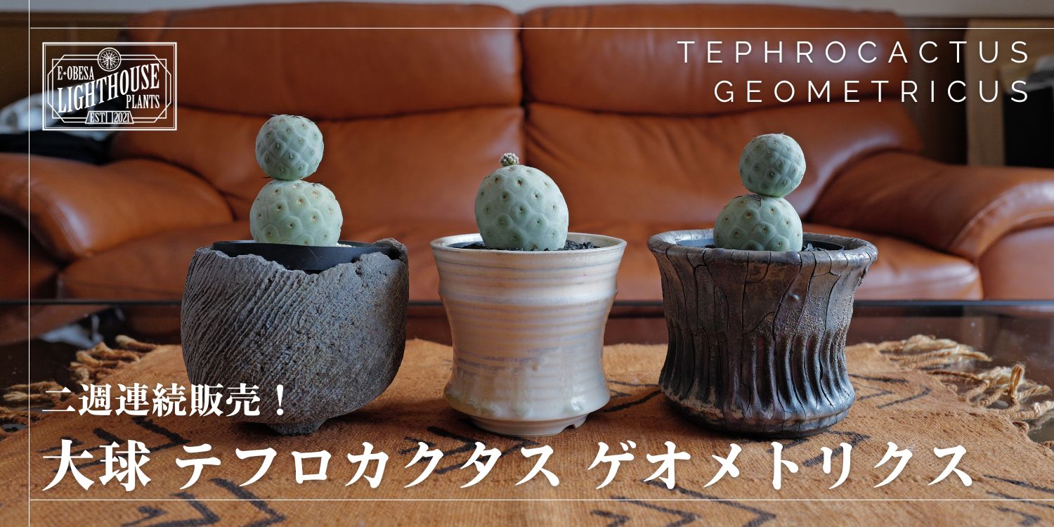 好評につき、2週連続での販売!テフロカクタス ゲオメトリクス