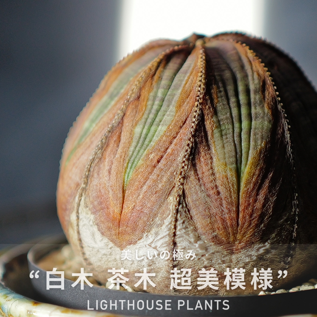 美しいにも程がある...白と茶の”木質化”がアートそのもの
