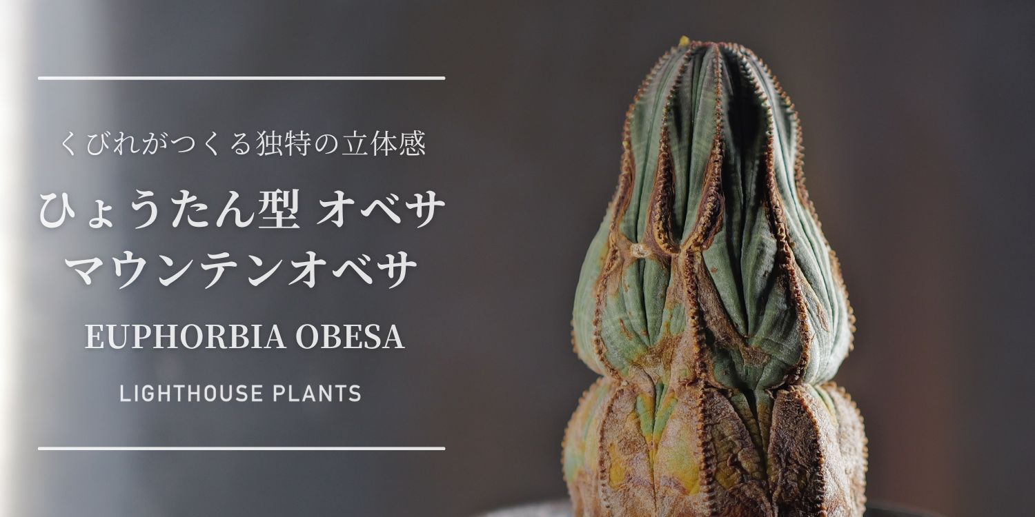 くびれがつくる独特の立体感。ひょうたん型 マウンテン オベサ