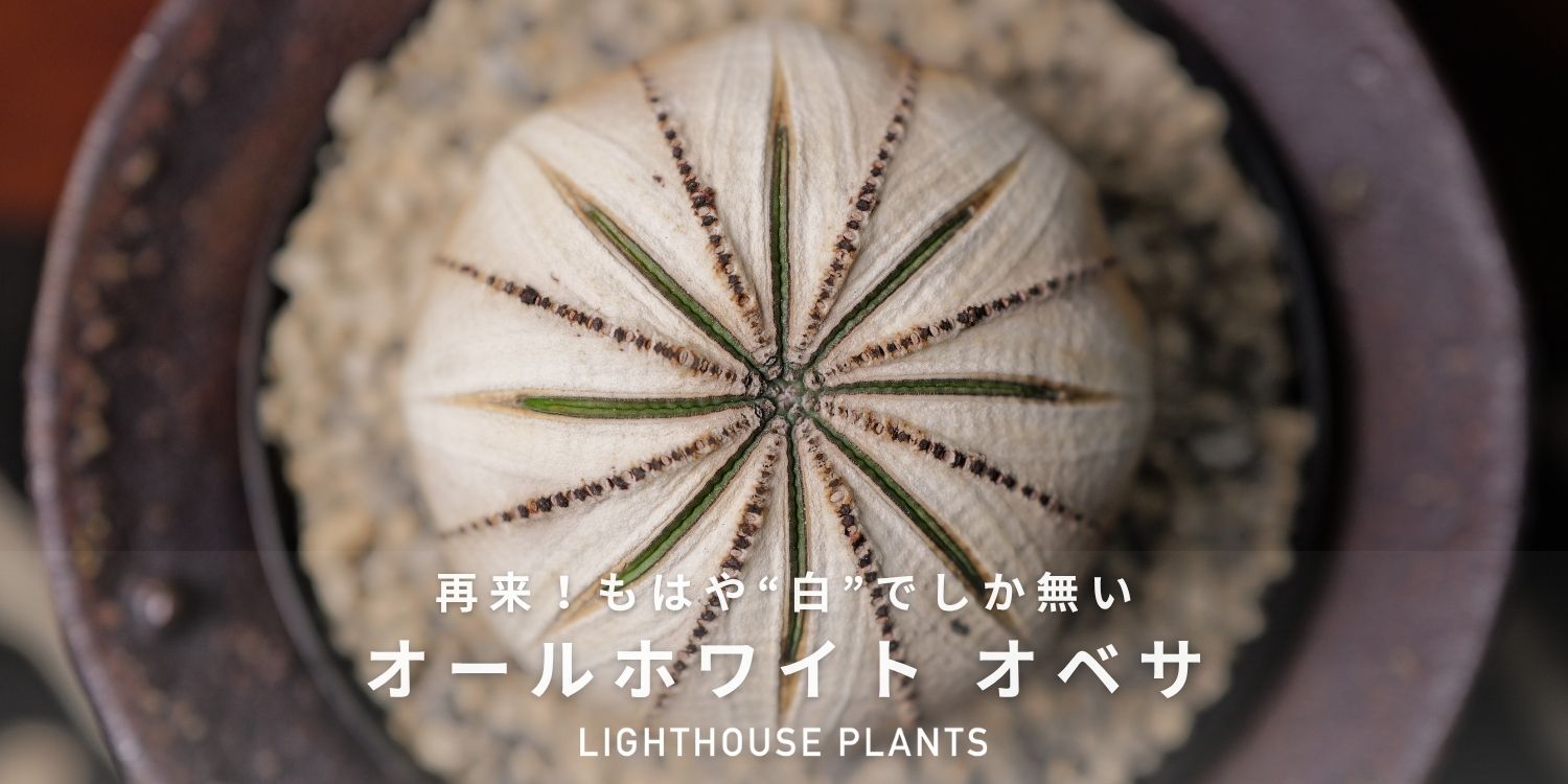 もはや白でしか無い...ホワイトオベサ、再来！！