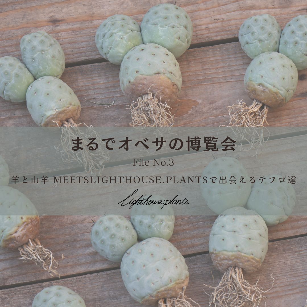 まるでオベサの博覧会 羊と山羊 MEETS LIGHTHOUSE.PLANTSで出会えるテフロ達 3