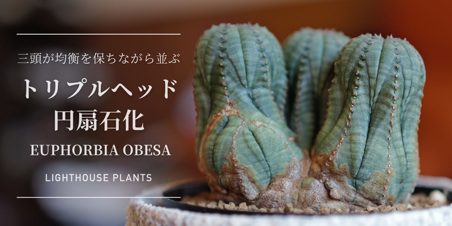 11.01.土曜.20時販売 / 三頭が均衡を保ちながら並ぶ、構造の整った個体。円扇石化 オベサ