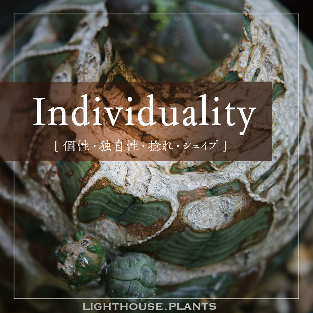 【INDIVIDUALITY - インディヴィジュアリティ】個性無くして海外実生のオベサ語れず