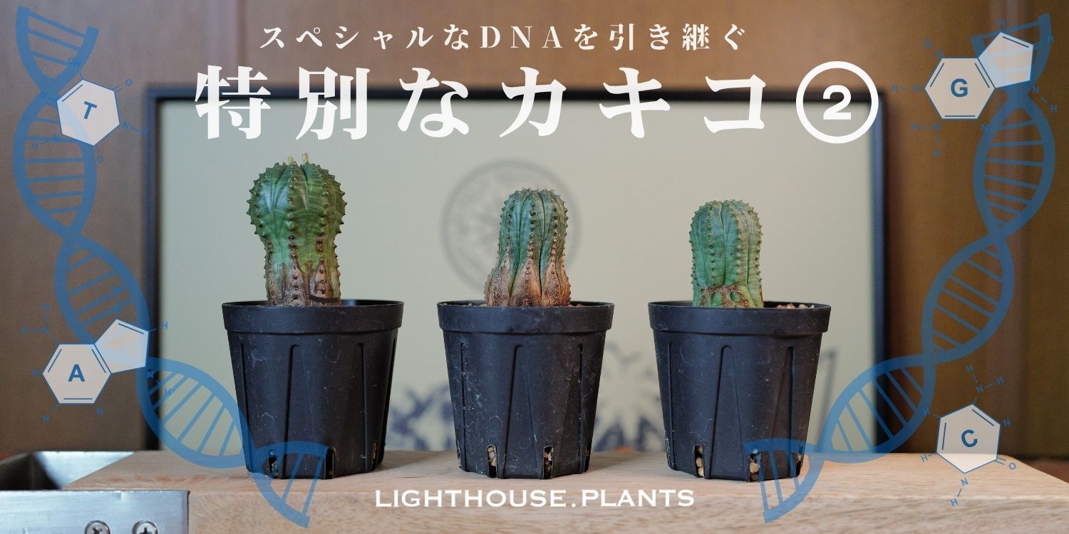 スペシャルなオベサのDNAを引き継ぐ特別なカキコ②