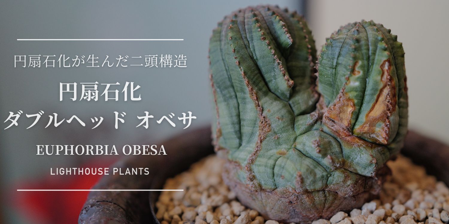 円扇石化が生んだ二頭構造 円扇石化 ダブルヘッド オベサ