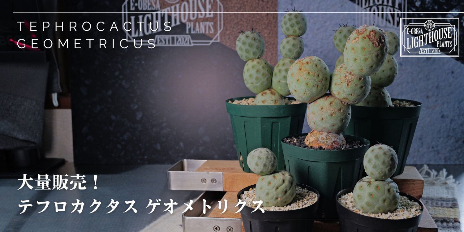 一挙5株のテフロカクタス ゲオメトリクスを販売!!