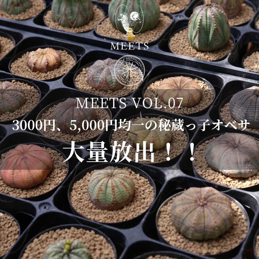 【4月12、13日 イベント追加情報】3,000円、5,000円均一のオベサを大量販売決定！