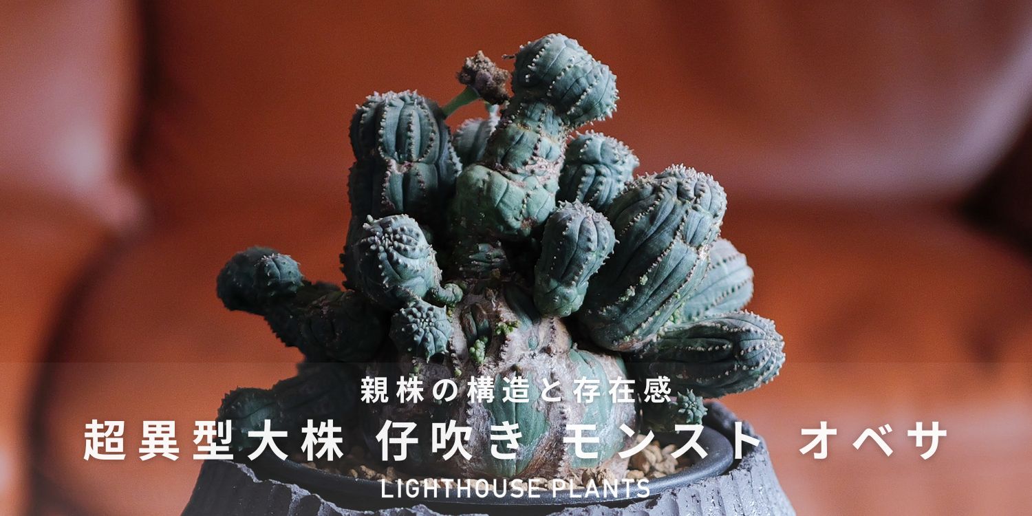 親株の構造と存在感。超異型大株 仔吹き モンスト オベサ